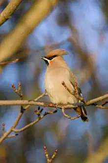 Migrant Prints: Waxwing Cleveland, UK
