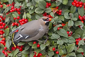 Bushes Prints: Waxwing - eating a berry in winter - Falmouth, Cornwall, UK