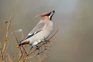 Images Dated 3rd January 2011: Waxwing - eating a berry - winter - UK