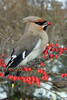 Food In Beak Collection: Waxwing eating Cotoneaster lacteus berries. Alsace - France