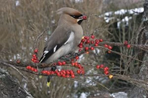 Images Dated 26th February 2005: Waxwing eating Cotoneaster lacteus berries. Alsace - France