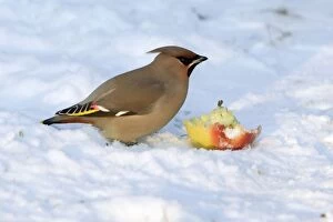 Images Dated 27th January 2006: Waxwing-Feeding on an apple in garden Lower Saxony, Germany