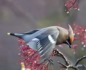 Waxwing - feeding on berries - Oxon - UK - December