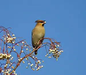 Waxwing - feeding on berries - Oxon - UK - January