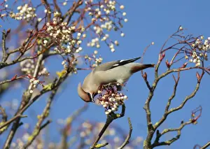 Waxwing - feeding on berries - Oxon - UK - January