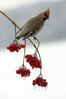 Images Dated 26th January 2006: Waxwing-Feeding on frozen Guelder-rose berries Lower Saxony, Germany
