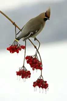 Waxwing-Feeding on frozen Guelder-rose berries Lower Saxony, Germany
