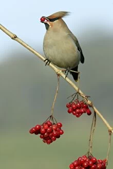 Images Dated 24th January 2006: Waxwing-Feeding on Guelder-rose berries Lower Saxony, Germany