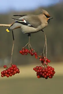 Waxwings Prints: Waxwing-Feeding on Guelder-rose berries Lower Saxony, Germany