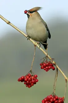 Waxwing-Feeding on Guelder-rose berries Lower Saxony, Germany