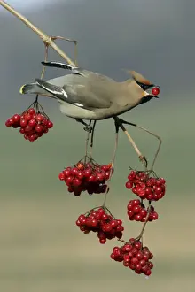 Waxwing-Feeding on Guelder-rose berries Lower Saxony, Germany