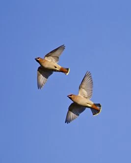 Images Dated 20th January 2011: Waxwing - in flight - Oxon - UK - January