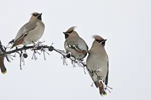 Waxwing - flock feeding on berries of Celtis occidentalis. Alsace - France