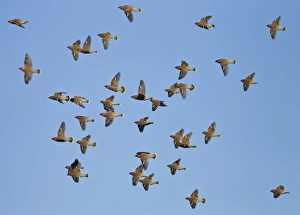 Images Dated 20th January 2011: Waxwing - flock in flight - Oxon - UK - January