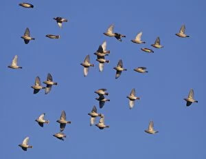 Images Dated 20th January 2011: Waxwing - flock in flight - Oxon - UK - January