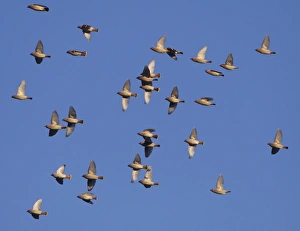 Images Dated 20th January 2011: Waxwing - flock in flight - Oxon - UK - January