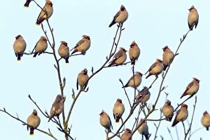 Waxwing - flock perched in tree - early morning