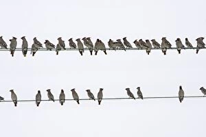 Images Dated 24th February 2005: Waxwing - flock resting on wires. Alsace - France
