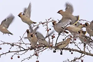 Waxwing - flock taking off from branch. Alsace - France