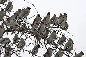 Waxwing - flock in tree. Alsace - France