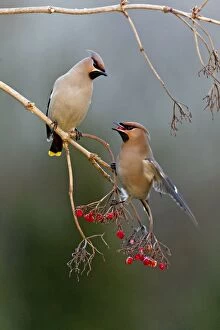 Images Dated 6th March 2011: Waxwing - pair feeding on berries in winter