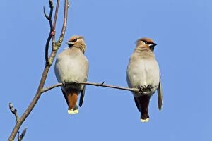 Images Dated 3rd March 2011: Waxwing - pair resting in tree