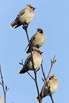 Images Dated 3rd March 2011: Waxwing - four perched in tree