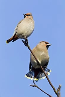 Images Dated 3rd March 2011: Waxwing - perched in tree - fanning tail feathers