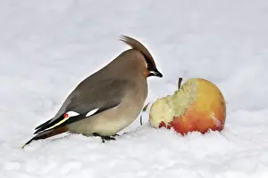 Waxwing - in snow. Alsace - France