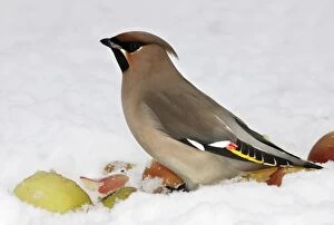 Images Dated 25th February 2005: Waxwing - in snow. Alsace - France