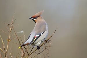 Images Dated 3rd January 2011: Waxwing - winter - UK