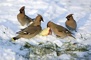 Images Dated 27th January 2006: Waxwings-Feeding on an apple in garden Lower Saxony, Germany