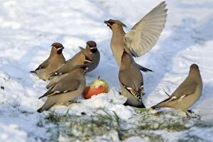 Images Dated 27th January 2006: Waxwings-Feeding on an apple in garden Lower Saxony, Germany