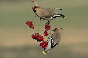 Images Dated 25th January 2006: Waxwings-Feeding on Guelder-rose berries Lower Saxony, Germany