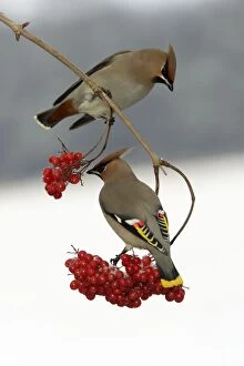 Images Dated 26th January 2006: Waxwings-Feeding on Guelder-rose berries Lower Saxony, Germany