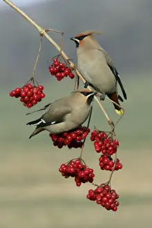 Waxwings Prints: Waxwings-Feeding on Guelder-rose berries Lower Saxony, Germany