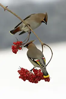 Waxwings-Feeding on Guelder-rose berries Lower Saxony, Germany