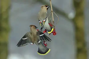 Waxwings-Feeding on Guelder-rose berries Lower Saxony, Germany