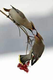 Images Dated 26th January 2006: Waxwings-Fighting over Guelder-rose berries Lower Saxony, Germany