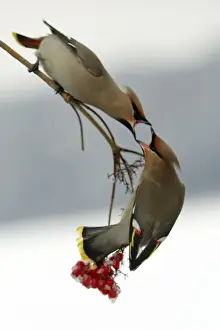Confronation Prints: Waxwings-Fighting over Guelder-rose berries Lower Saxony, Germany