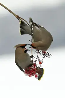 Waxwings-Fighting over Guelder-rose berries Lower Saxony, Germany