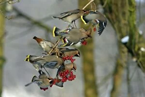 Waxwings - Flock feeding on Guelder-rose berries