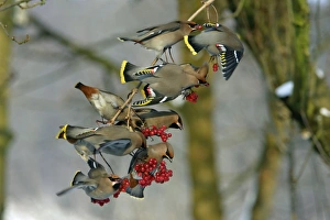 Images Dated 27th January 2006: Waxwings-Flock feeding on Guelder-rose berries Lower Saxony, Germany