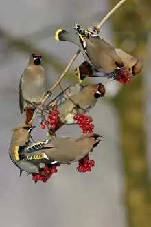 Flocks Prints: Waxwings-Flock feeding on Guelder-rose berries Lower Saxony, Germany