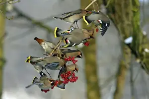 Waxwings-Flock feeding on Guelder-rose berries Lower Saxony, Germany