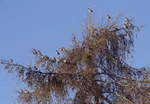 Waxwings - flock perched in tree top