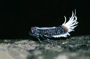 Bugs Prints: Waxy-tailed Lantern Bug, Cicada family. Amazonas, Brazil