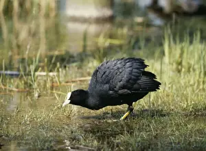 Wetlands Prints: Coot