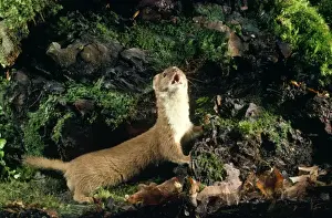 Weasels Prints: Weasel