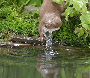 Weasels Prints: Weasel Male bathing Bedfordshire, UK
